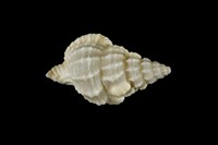 藏品(中華峨螺)的圖片